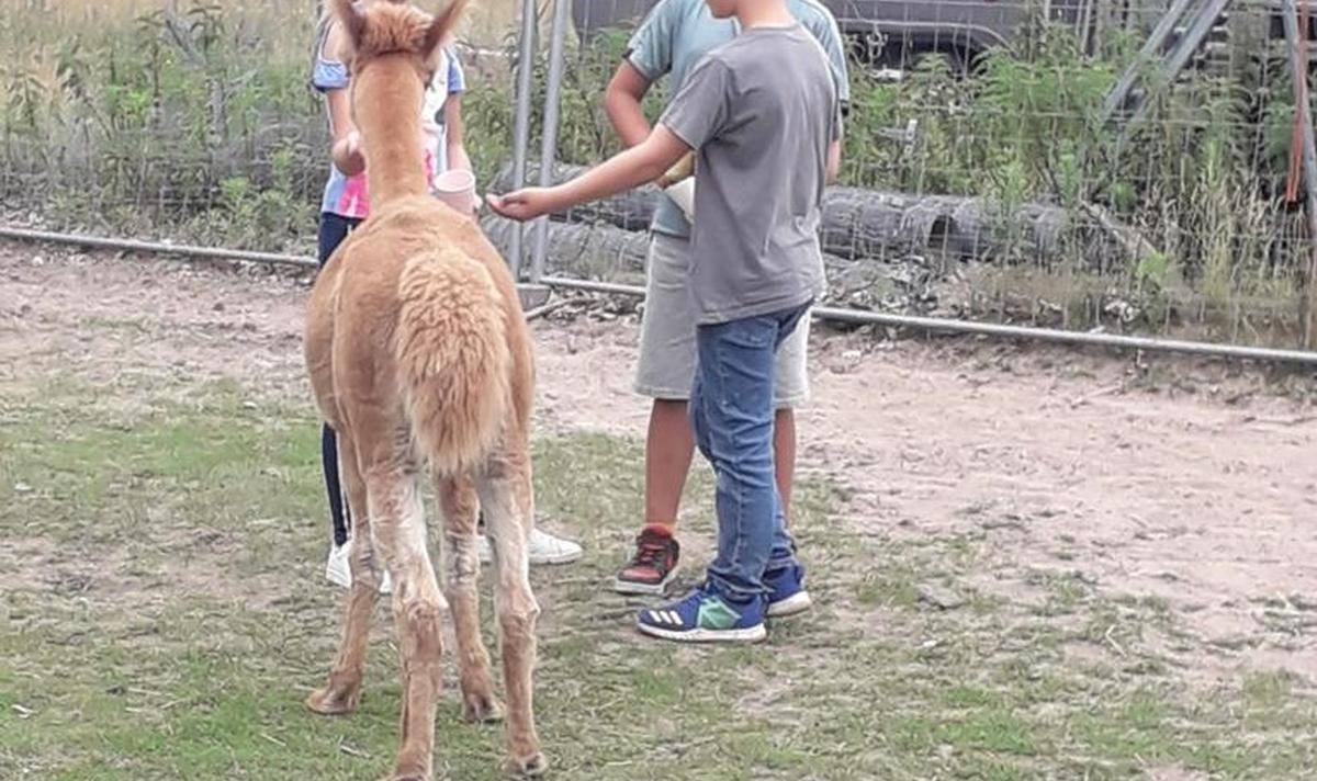 Alpacahof Juni 2023