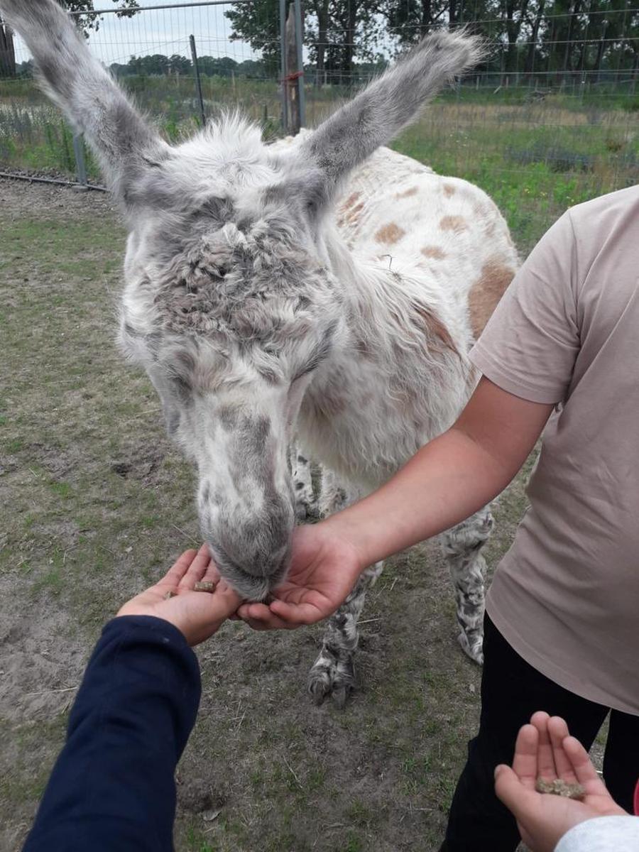 Alpacahof Juni 2023