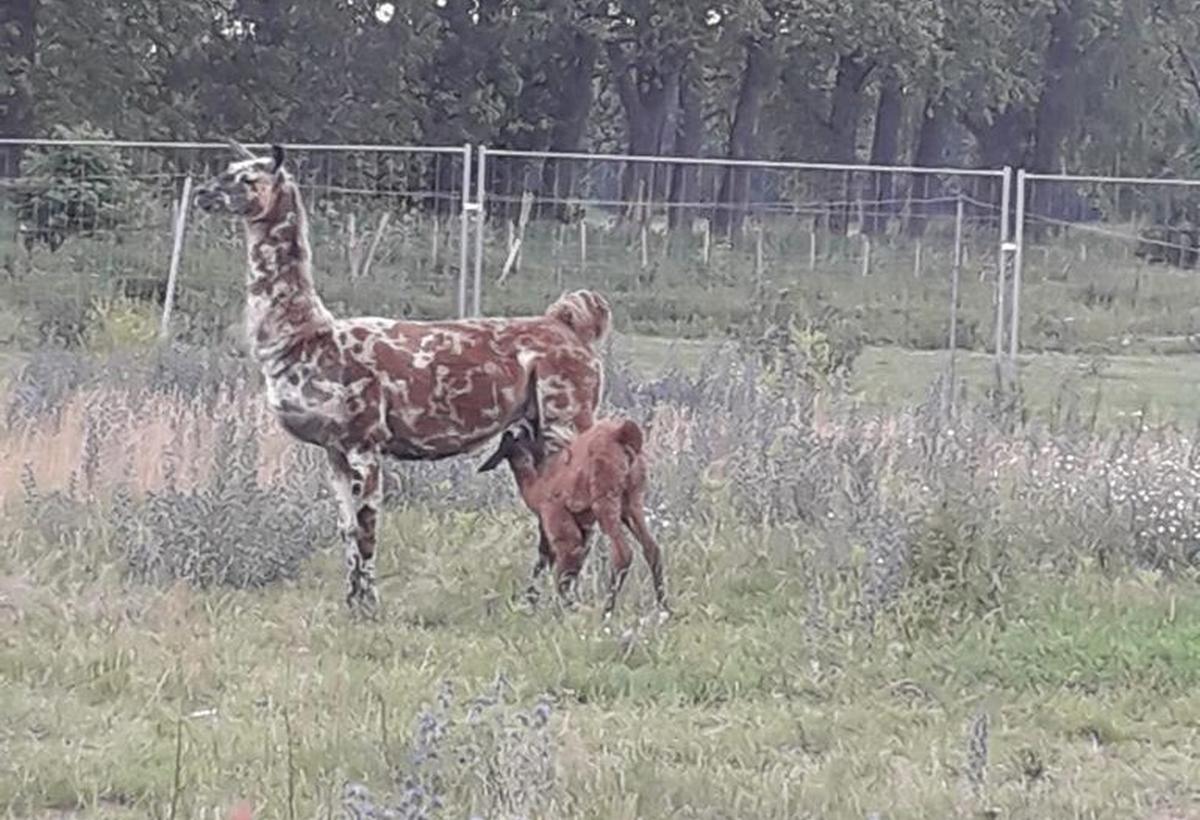 Alpacahof Juni 2023